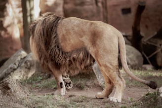 A lion standing in an outdoor, naturalistic setting, surrounded by rocks and grass. The lion's lush mane and powerful build are highlighted, exuding a sense of strength and majesty.