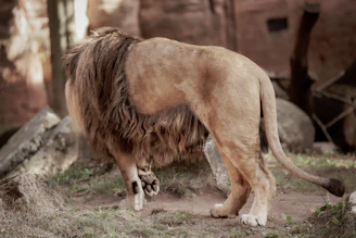 Elegant woman standing confidently beside a majestic lion symbolizing strength and leadership.