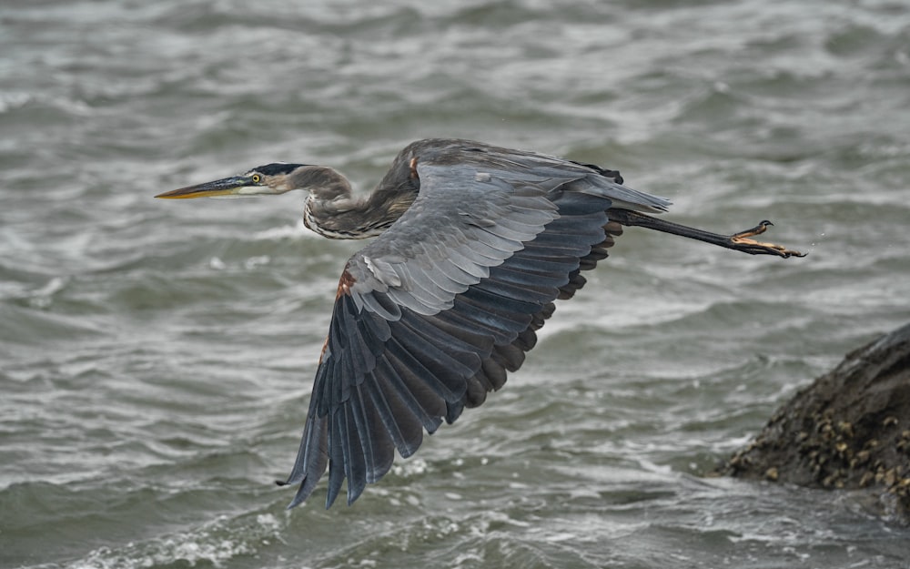 a bird flying over the ocean with its wings spread