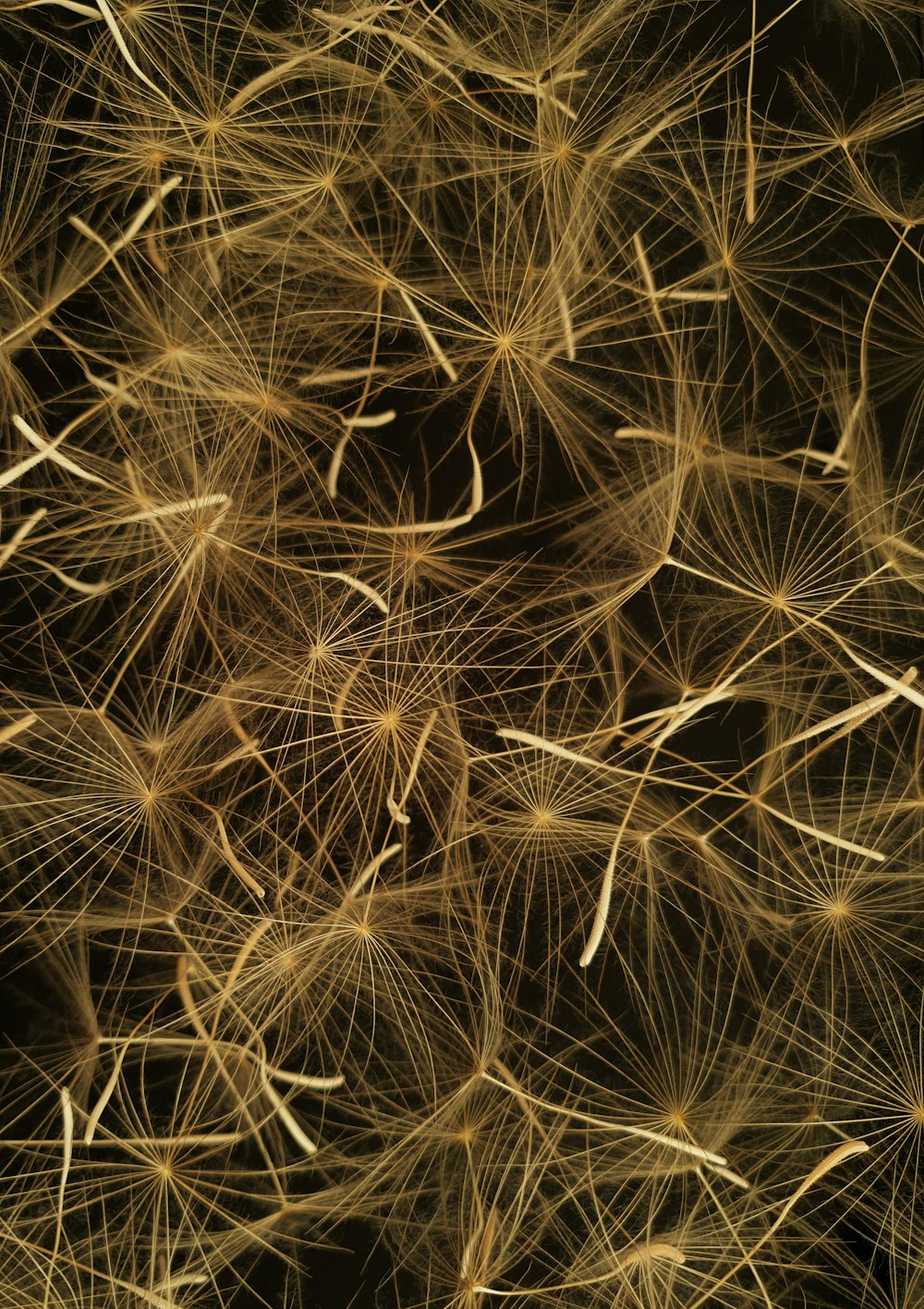 a close up of a bunch of dandelions