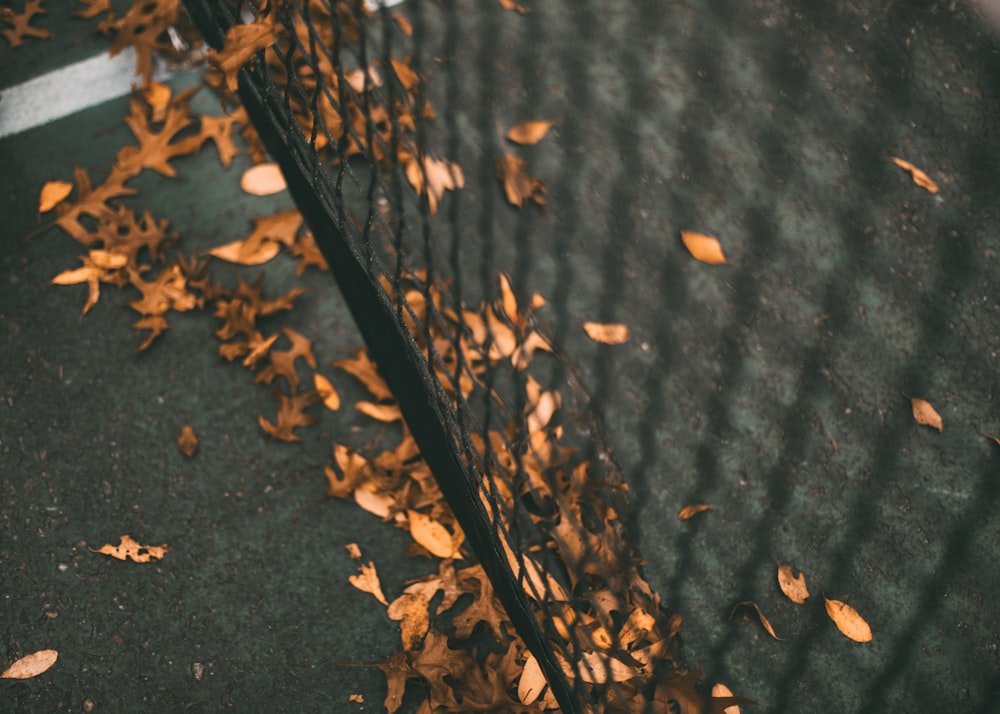 a close up of a fence with leaves on the ground