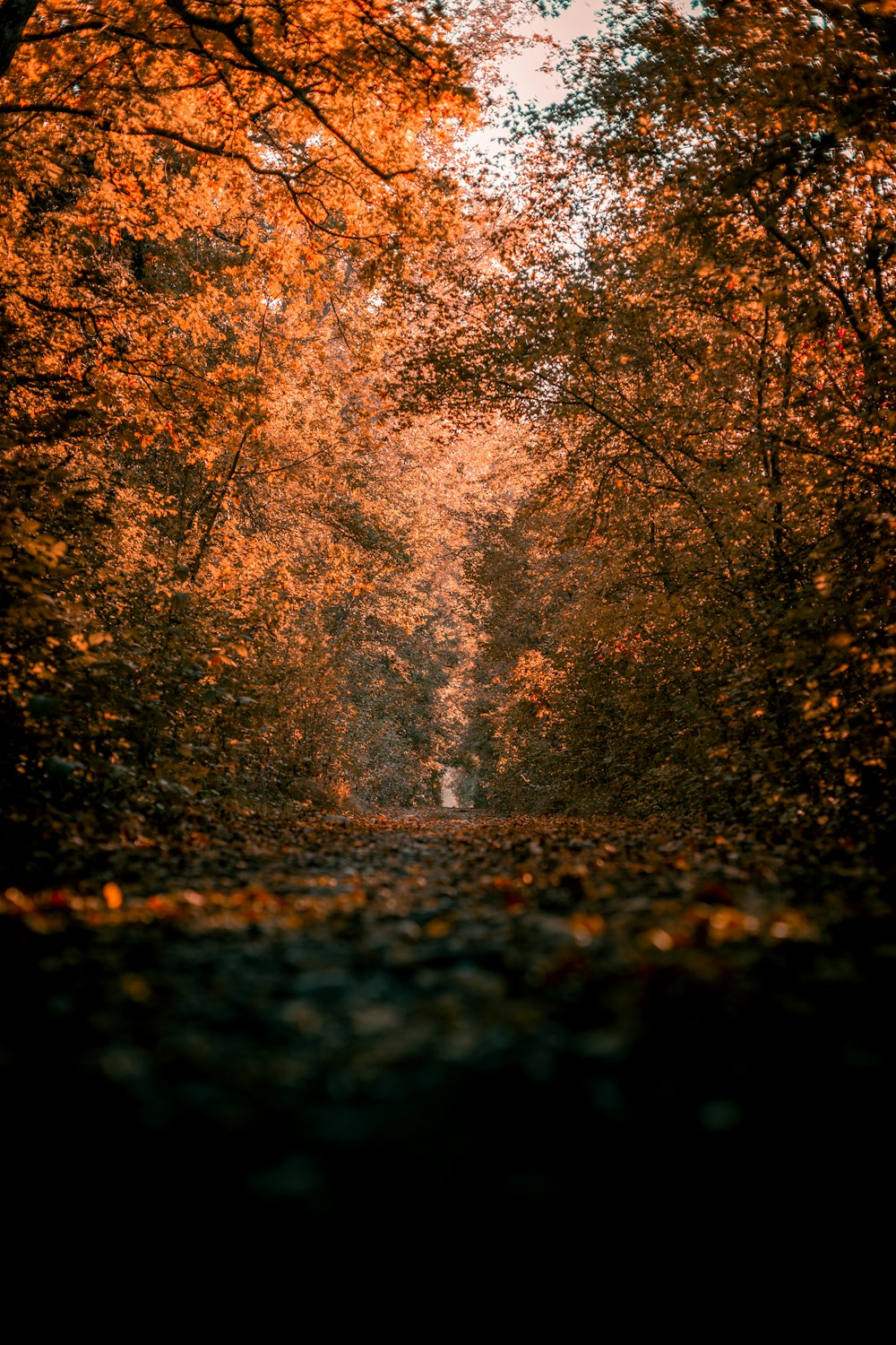 a path in the middle of a forest with lots of trees