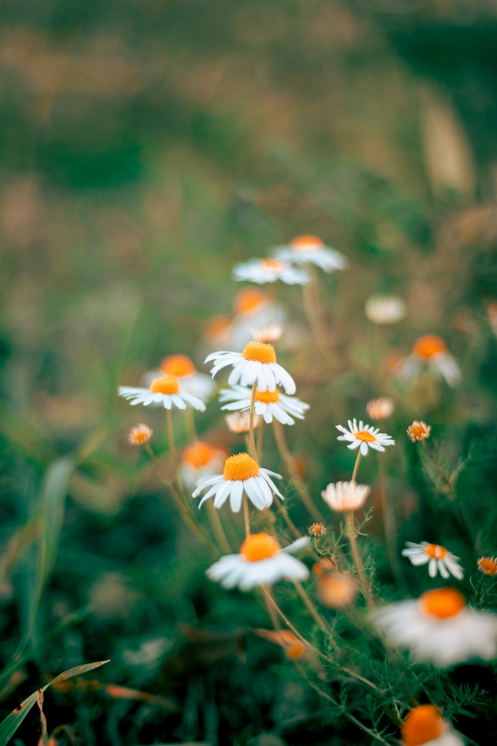 a bunch of flowers that are in the grass