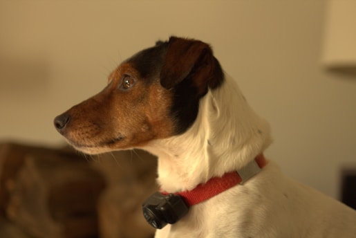 A dog with a predominantly white body and a brown and black head is wearing a red collar with a black device attached. The animal looks attentive and is facing to the left side of the image, with its ears perked up.