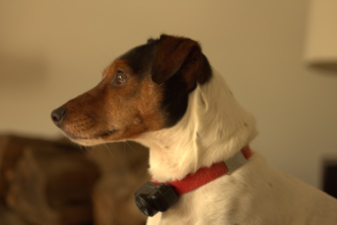 A dog with a predominantly white body and a brown and black head is wearing a red collar with a black device attached. The animal looks attentive and is facing to the left side of the image, with its ears perked up.
