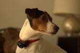 A small dog with a white and brown coat wears a red collar with a device attached to it. The dog looks to the side. A metallic lamp with a round base is visible in the background.
