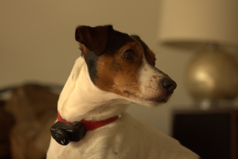 A small dog with a white and brown coat wears a red collar with a device attached to it. The dog looks to the side. A metallic lamp with a round base is visible in the background.