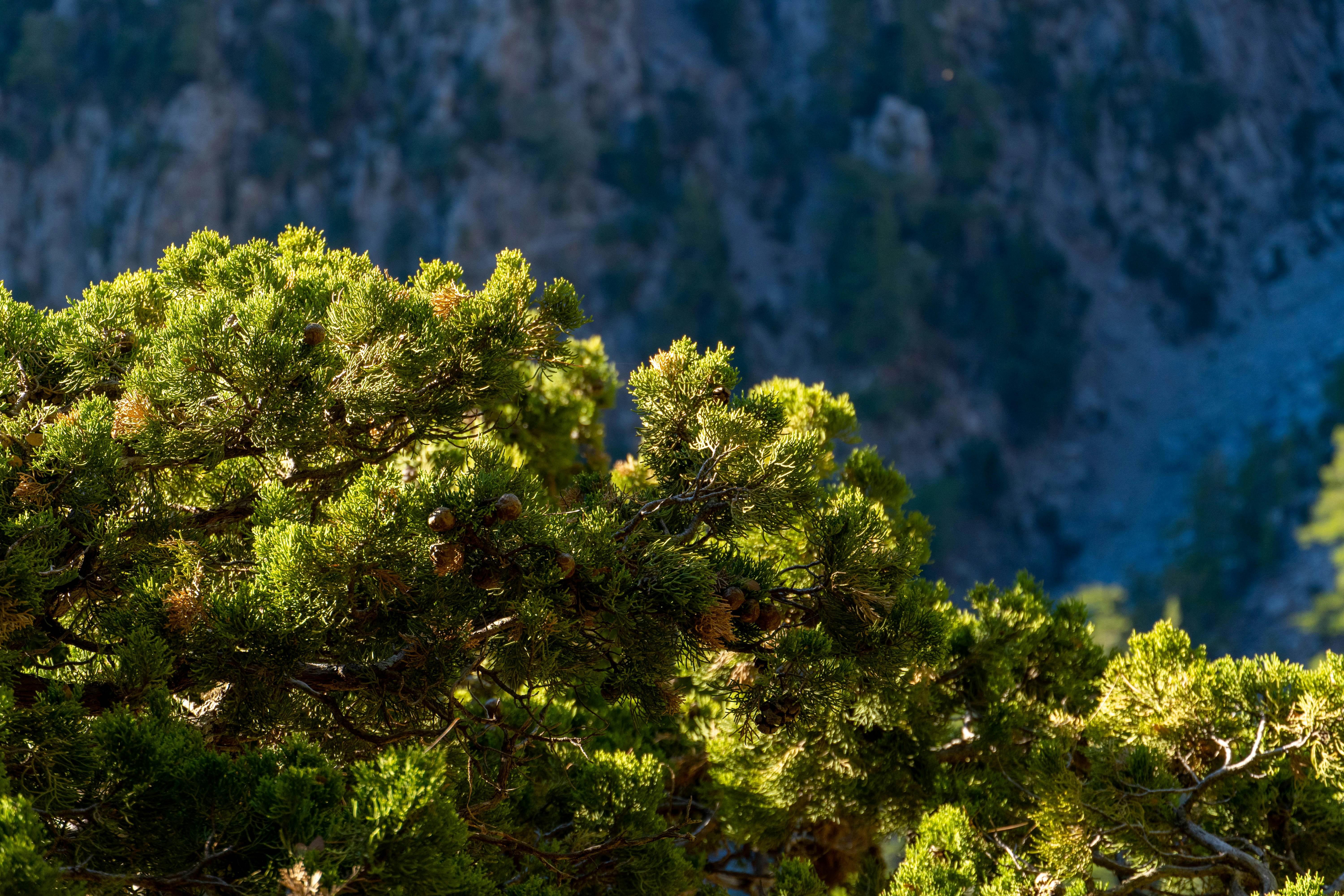 Photo by lostillusion