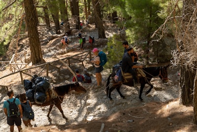 A wooded trail with several people hiking, some carrying backpacks. Two men ride donkeys loaded with bags, navigating the rocky terrain surrounded by tall pine trees. The scene suggests an outdoor adventure in a natural forest setting.