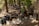 A wooded trail with several people hiking, some carrying backpacks. Two men ride donkeys loaded with bags, navigating the rocky terrain surrounded by tall pine trees. The scene suggests an outdoor adventure in a natural forest setting.
