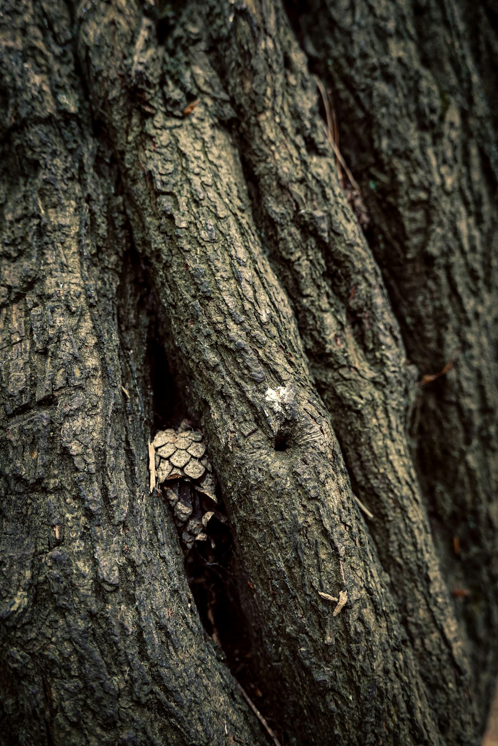 a close up of a tree trunk with a bird nest in it