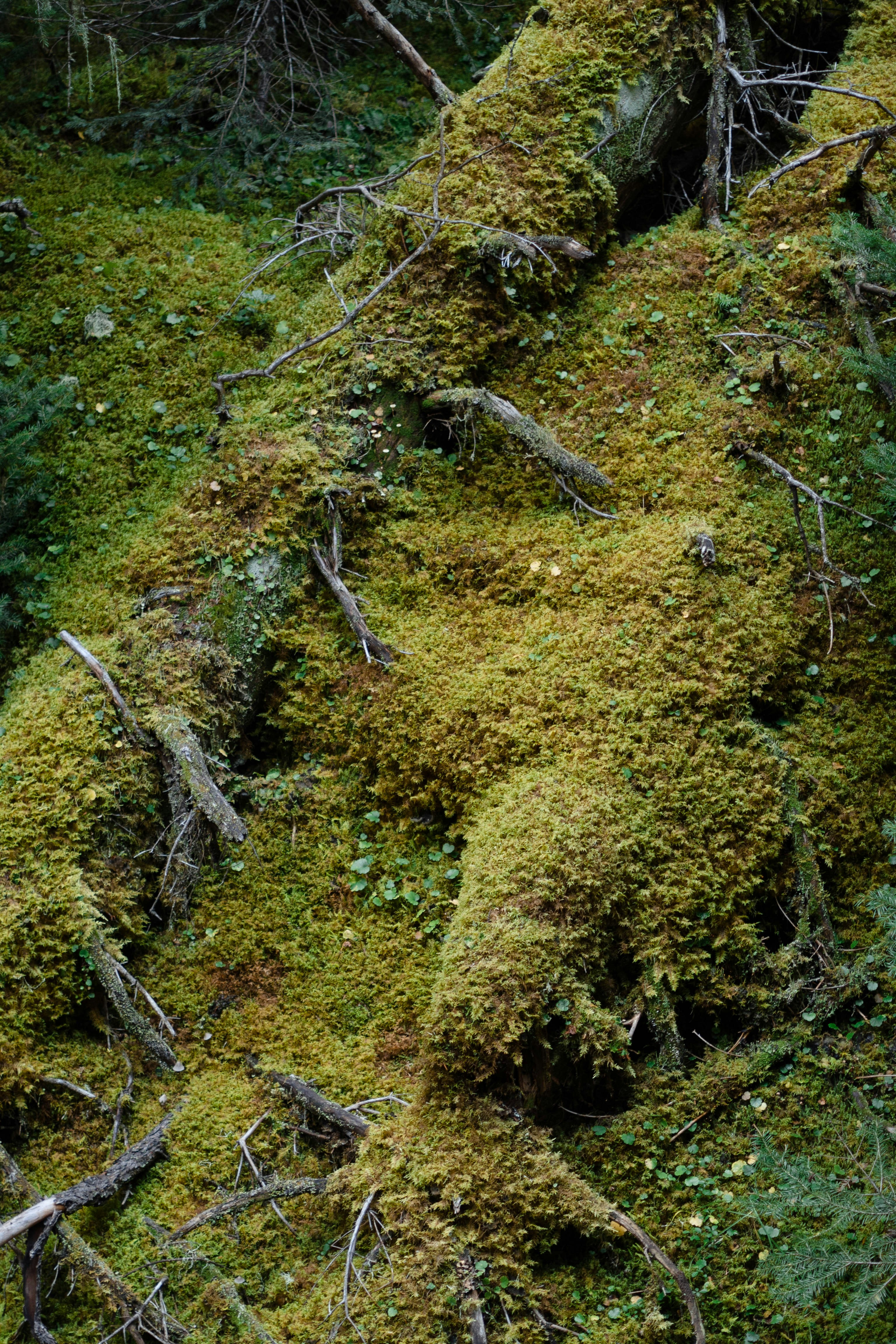 Moss: The Humble Champions (image credits: unsplash)