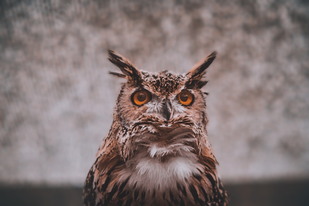 a close up of an owl looking at the camera