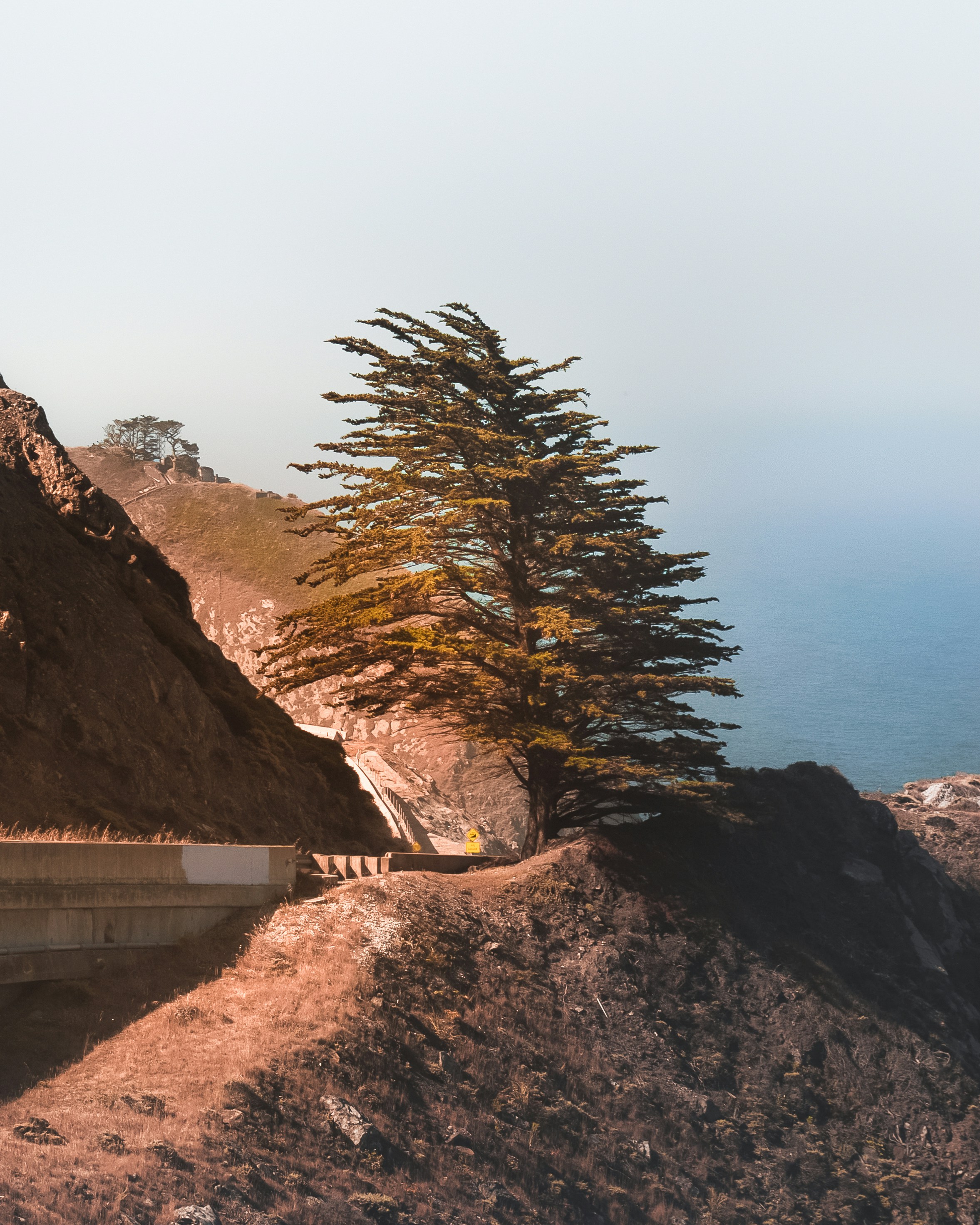 언덕 옆에 앉아있는 매우 큰 나무