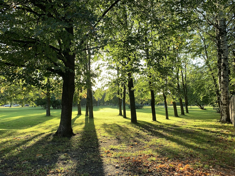 the sun shines through the trees in the park