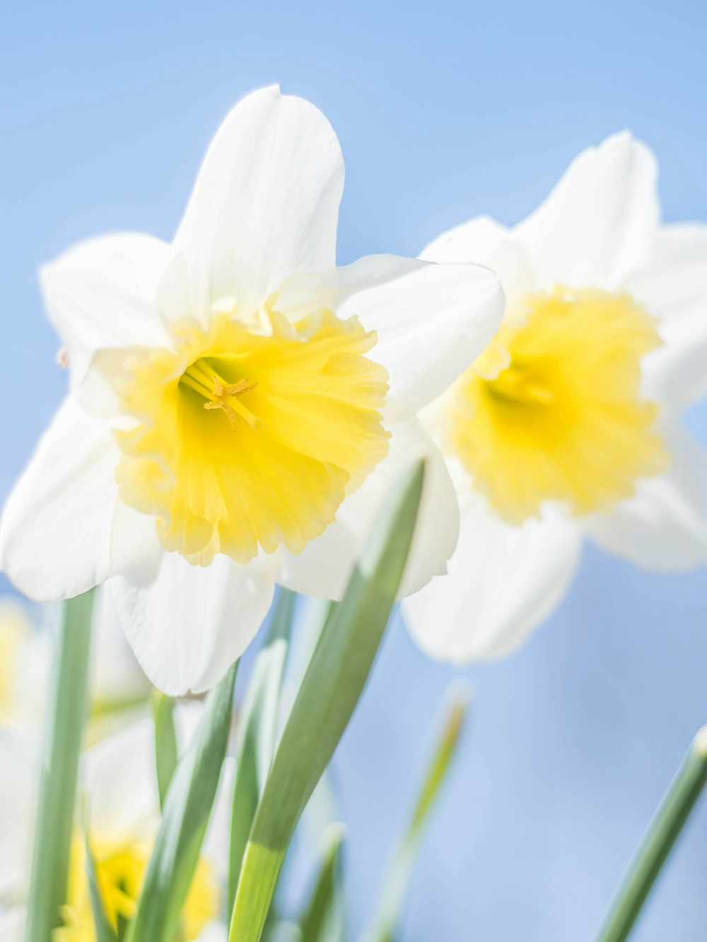 a group of white and yellow flowers with green stems