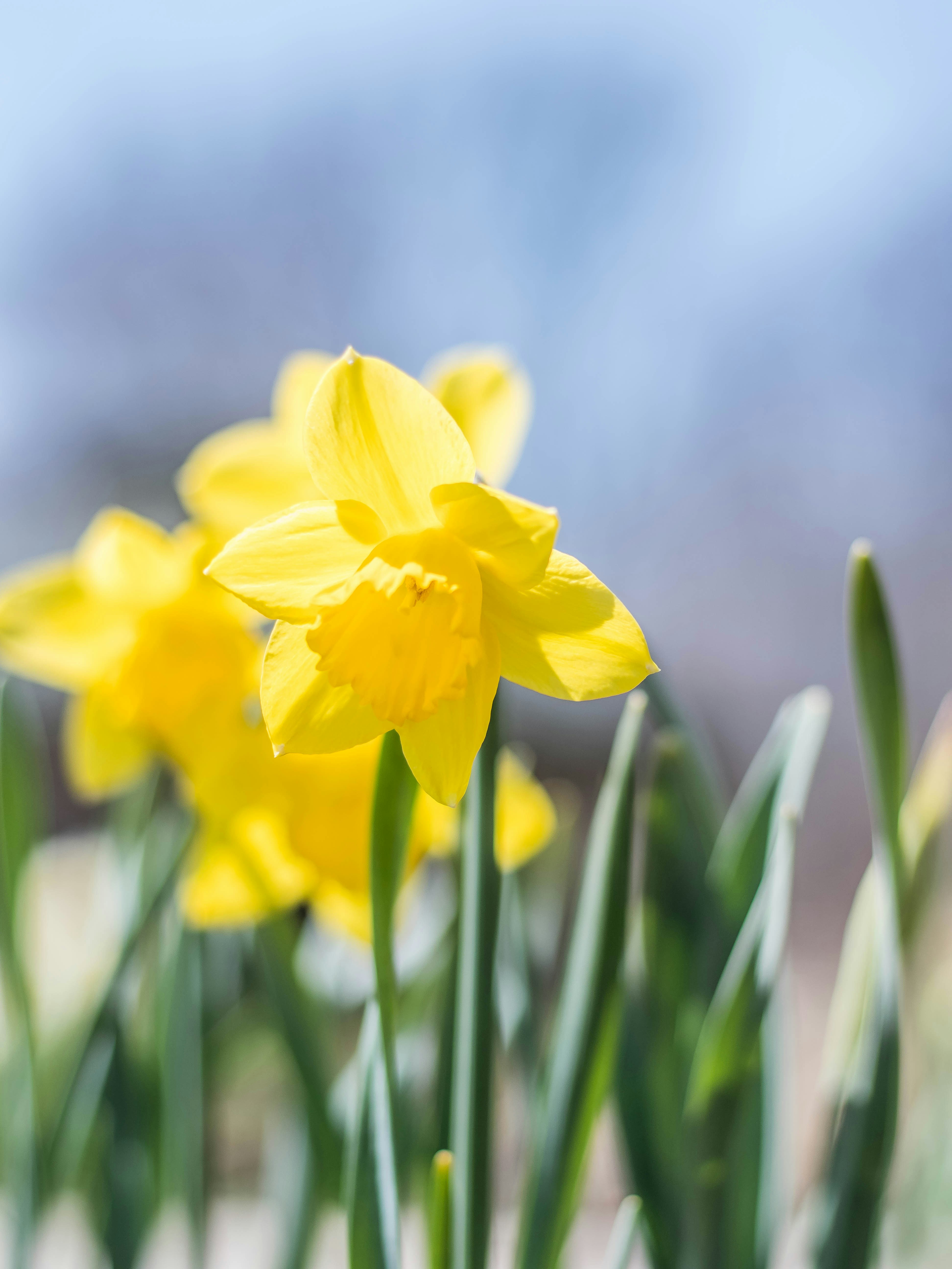 a close up of a bunch of yellow flowers