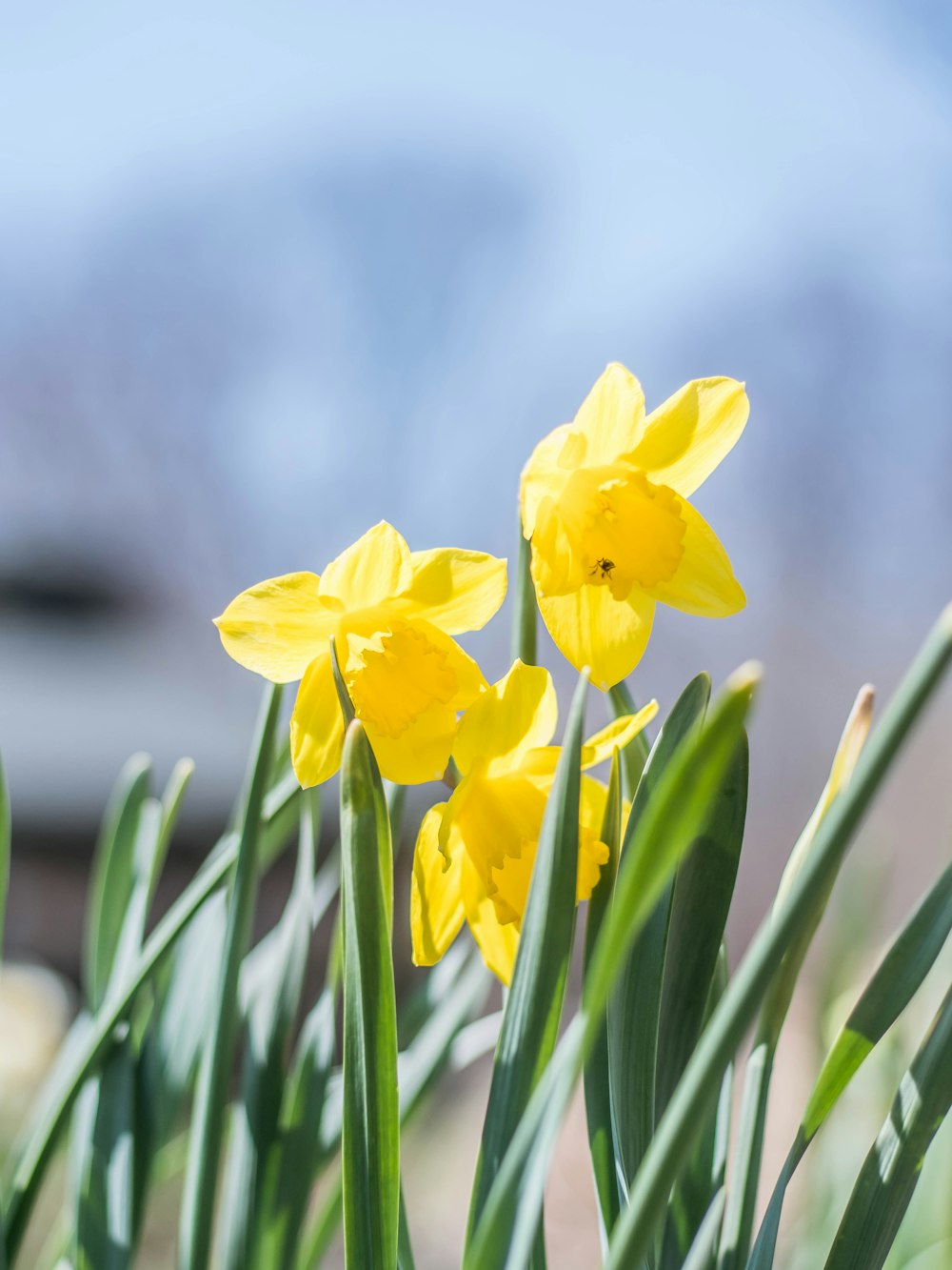 a group of yellow flowers with green stems