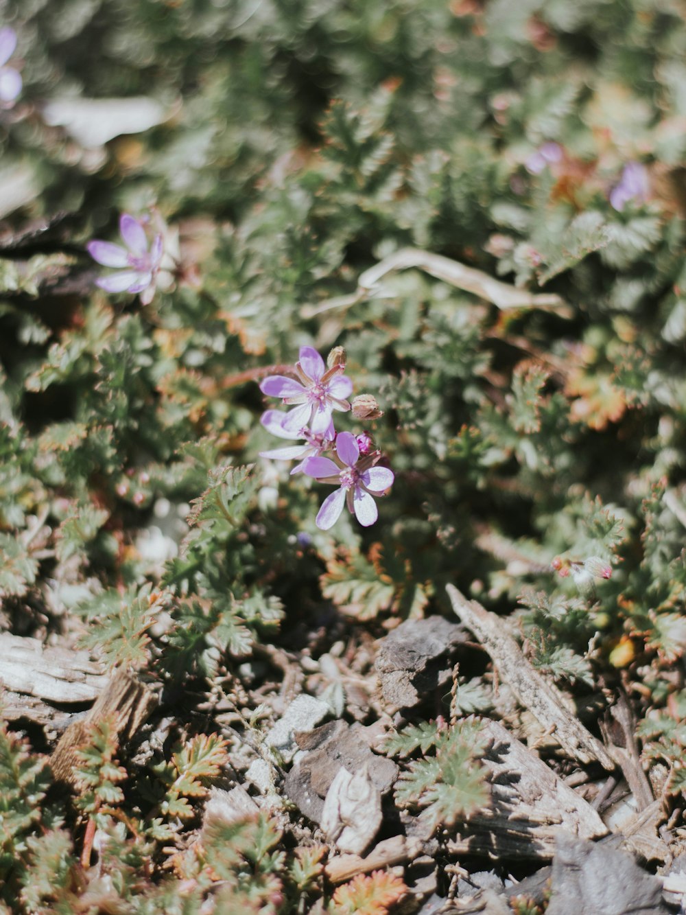 a small purple flower sitting on top of a green plant