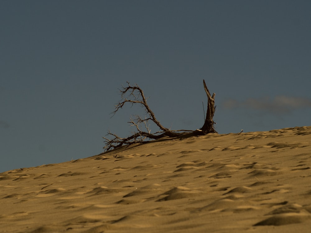 a dead tree sitting on top of a sandy hill