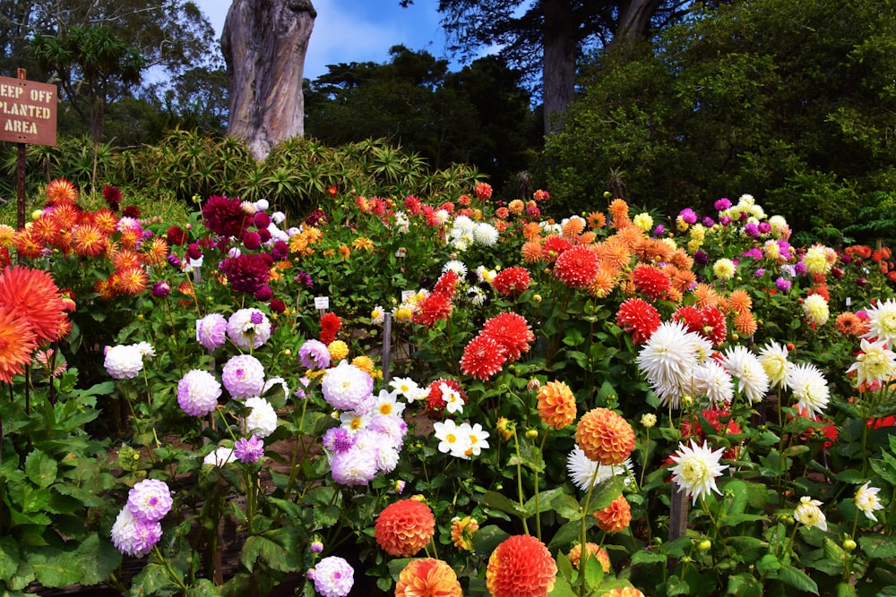 a field of colorful flowers with a sign in the background