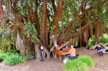 A large, sprawling tree with thick trunks and hanging vines forms the backdrop. A person is playing a wooden piano in an outdoor setting while another person is seated nearby, taking in the surroundings.