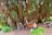 A large, sprawling tree with thick trunks and hanging vines forms the backdrop. A person is playing a wooden piano in an outdoor setting while another person is seated nearby, taking in the surroundings.