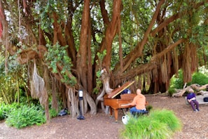 A large, sprawling tree with thick trunks and hanging vines forms the backdrop. A person is playing a wooden piano in an outdoor setting while another person is seated nearby, taking in the surroundings.