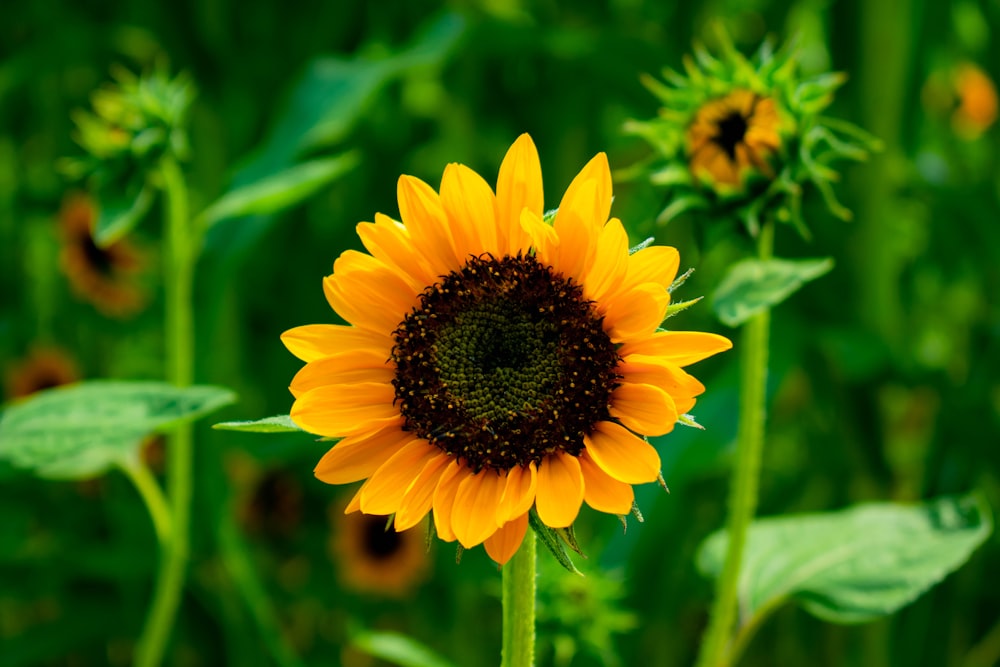 a large sunflower in a field of green grass