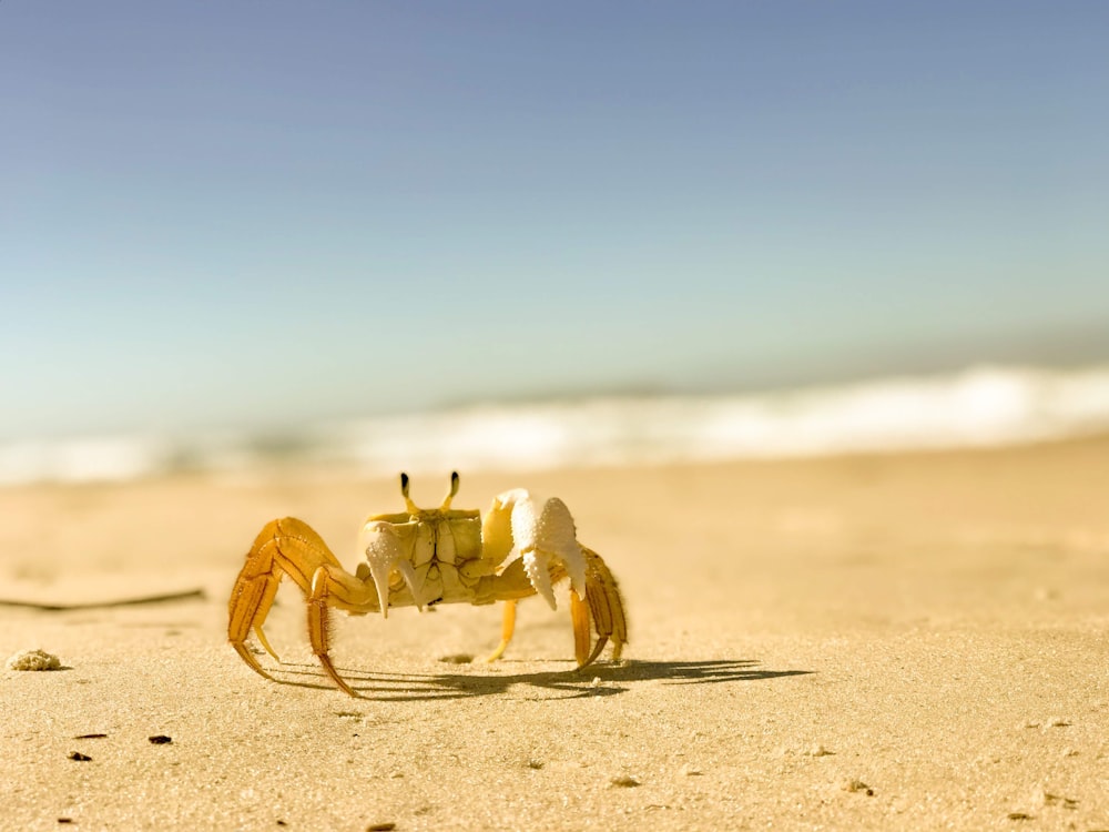 Un crabe sur une plage avec l’océan en arrière-plan