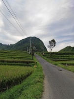 A rural landscape featuring a narrow paved road winding through lush green terraced fields. A gentle hill covered with dense greenery looms in the background, under a cloudy sky. Telephone poles with wires run alongside the road.