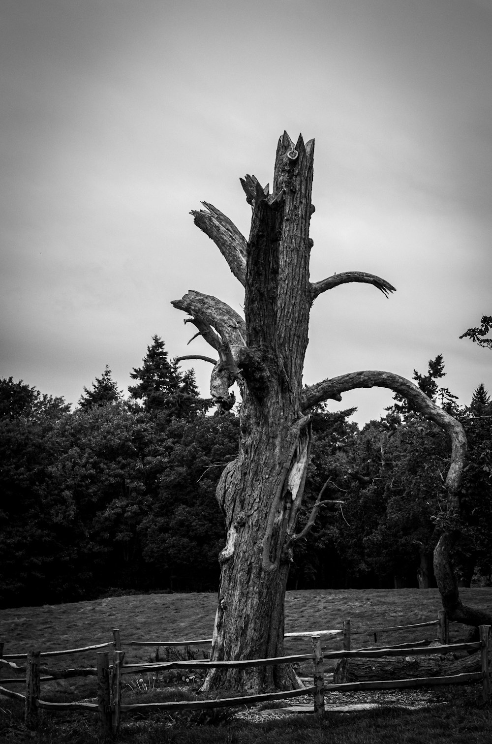 Ein Schwarz-Weiß-Foto eines toten Baumes