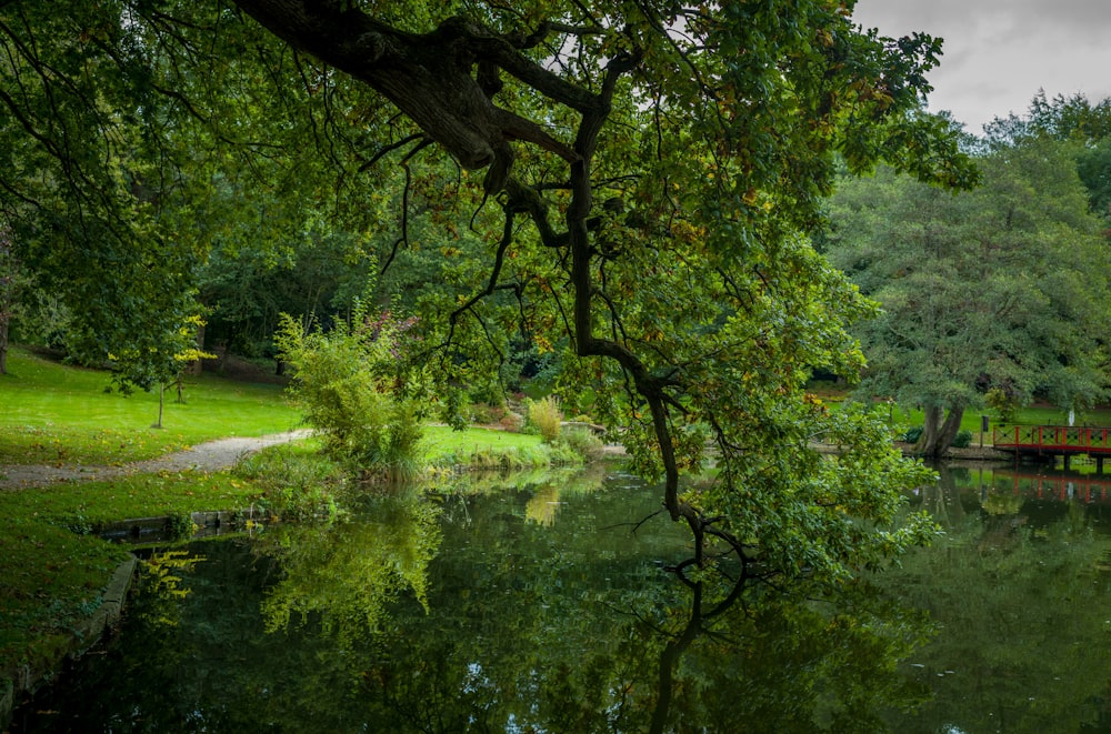 ein Teich umgeben von Bäumen und einer Brücke