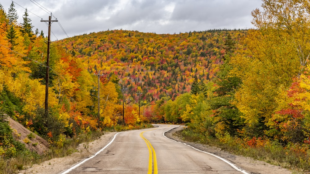 an empty road surrounded by trees with fall colors