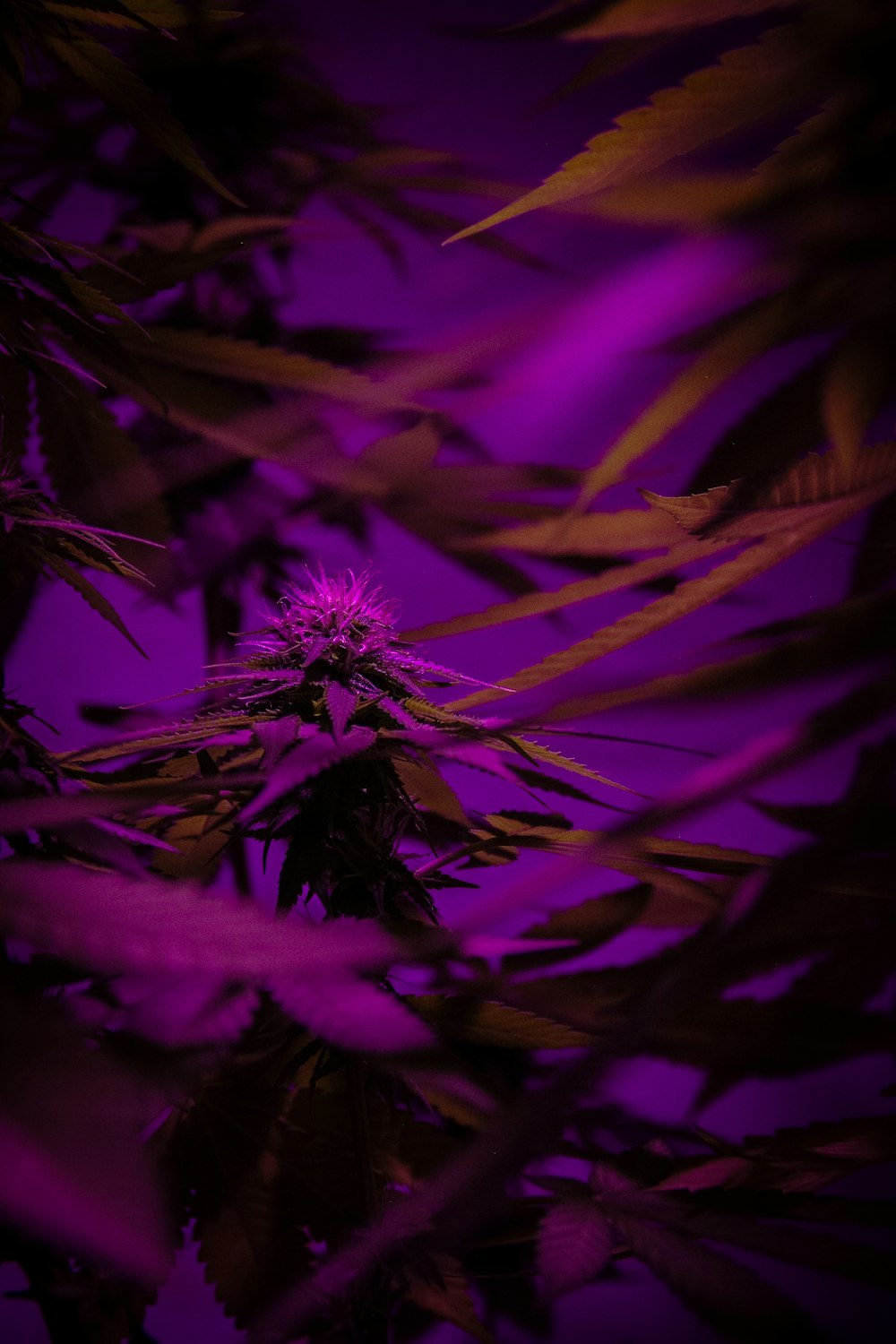 a close up of a plant with a purple sky in the background