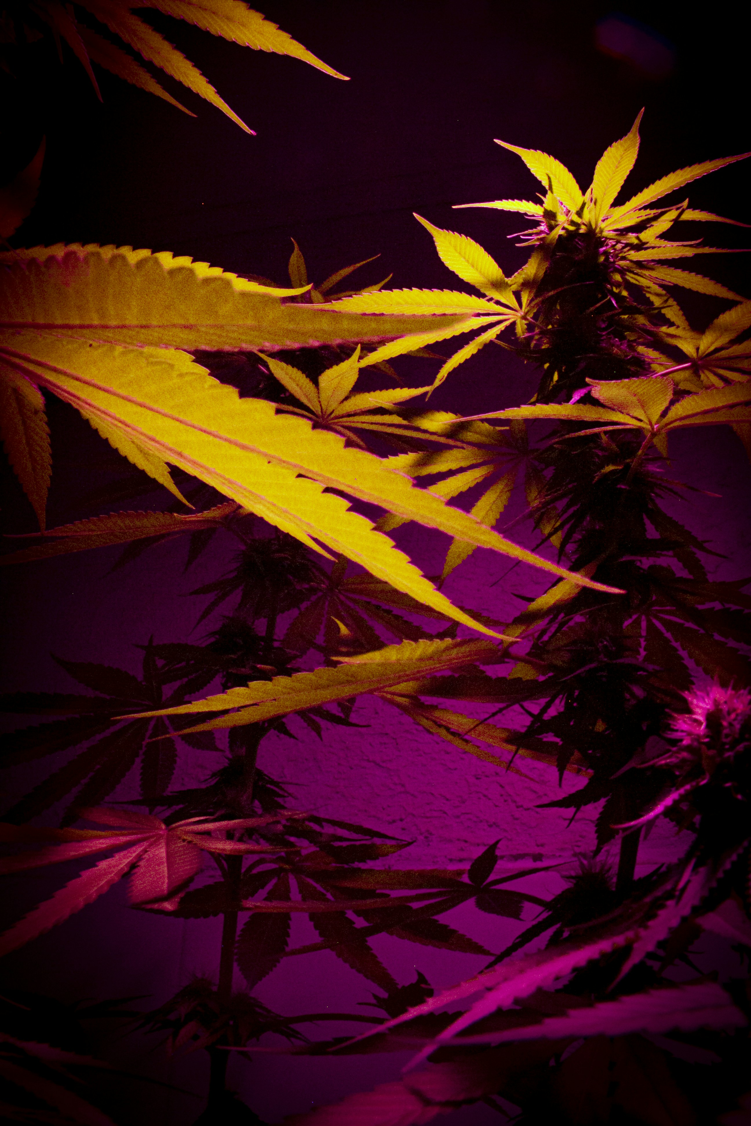 Semilla Critical XXL