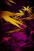 A close-up of cannabis plants with vibrant lighting, showcasing elongated leaves and bushy buds. The lighting creates a striking contrast between deep purples and bright yellows, highlighting the texture and details of the leaves.