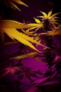 A close-up of cannabis plants with vibrant lighting, showcasing elongated leaves and bushy buds. The lighting creates a striking contrast between deep purples and bright yellows, highlighting the texture and details of the leaves.