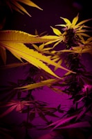 A close-up of cannabis plants with vibrant lighting, showcasing elongated leaves and bushy buds. The lighting creates a striking contrast between deep purples and bright yellows, highlighting the texture and details of the leaves.