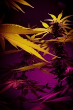 A close-up of cannabis plants with vibrant lighting, showcasing elongated leaves and bushy buds. The lighting creates a striking contrast between deep purples and bright yellows, highlighting the texture and details of the leaves.