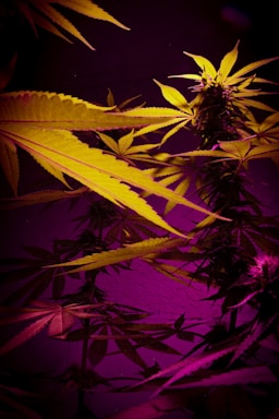 A close-up of cannabis plants with vibrant lighting, showcasing elongated leaves and bushy buds. The lighting creates a striking contrast between deep purples and bright yellows, highlighting the texture and details of the leaves.