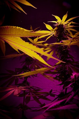 A close-up of cannabis plants with vibrant lighting, showcasing elongated leaves and bushy buds. The lighting creates a striking contrast between deep purples and bright yellows, highlighting the texture and details of the leaves.