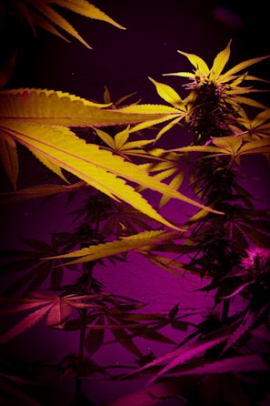 A close-up of cannabis plants with vibrant lighting, showcasing elongated leaves and bushy buds. The lighting creates a striking contrast between deep purples and bright yellows, highlighting the texture and details of the leaves.