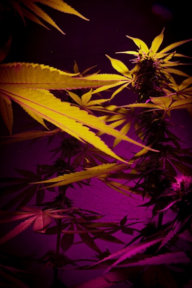 A close-up of cannabis plants with vibrant lighting, showcasing elongated leaves and bushy buds. The lighting creates a striking contrast between deep purples and bright yellows, highlighting the texture and details of the leaves.