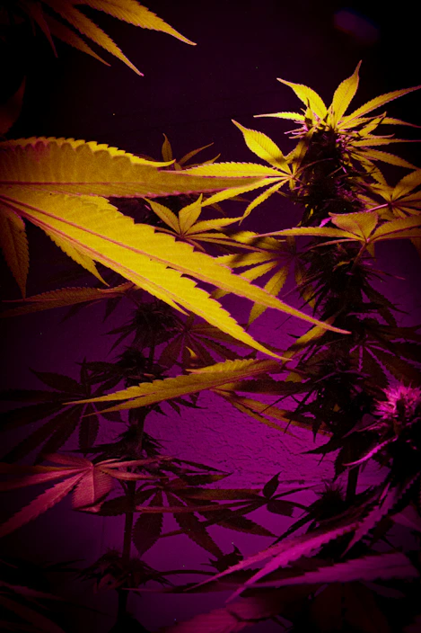 Close-up of vibrant cannabis flower buds in natural light