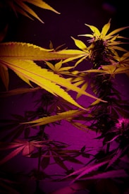 A close-up of cannabis plants with vibrant lighting, showcasing elongated leaves and bushy buds. The lighting creates a striking contrast between deep purples and bright yellows, highlighting the texture and details of the leaves.