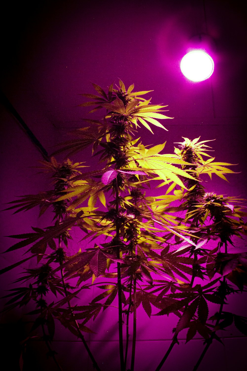 a plant is lit up in a dark room