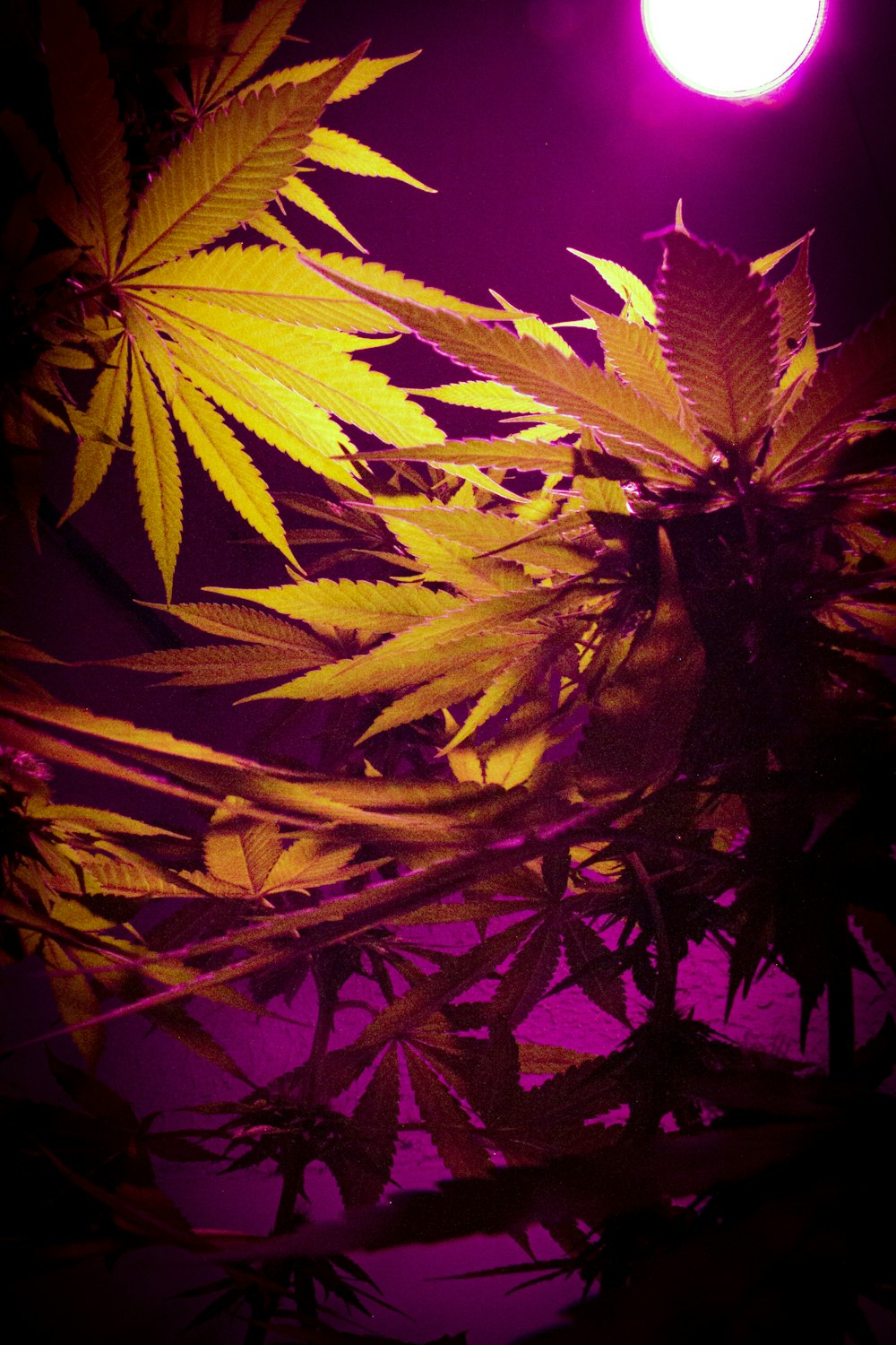 a plant with yellow leaves in front of a purple light