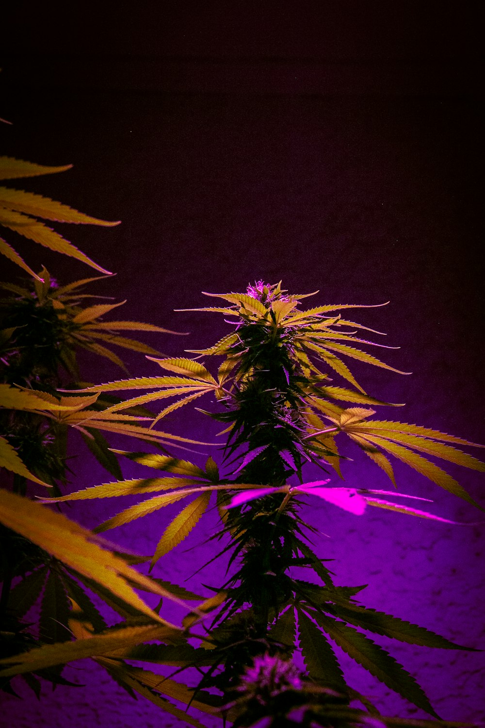 a plant with purple light in the background