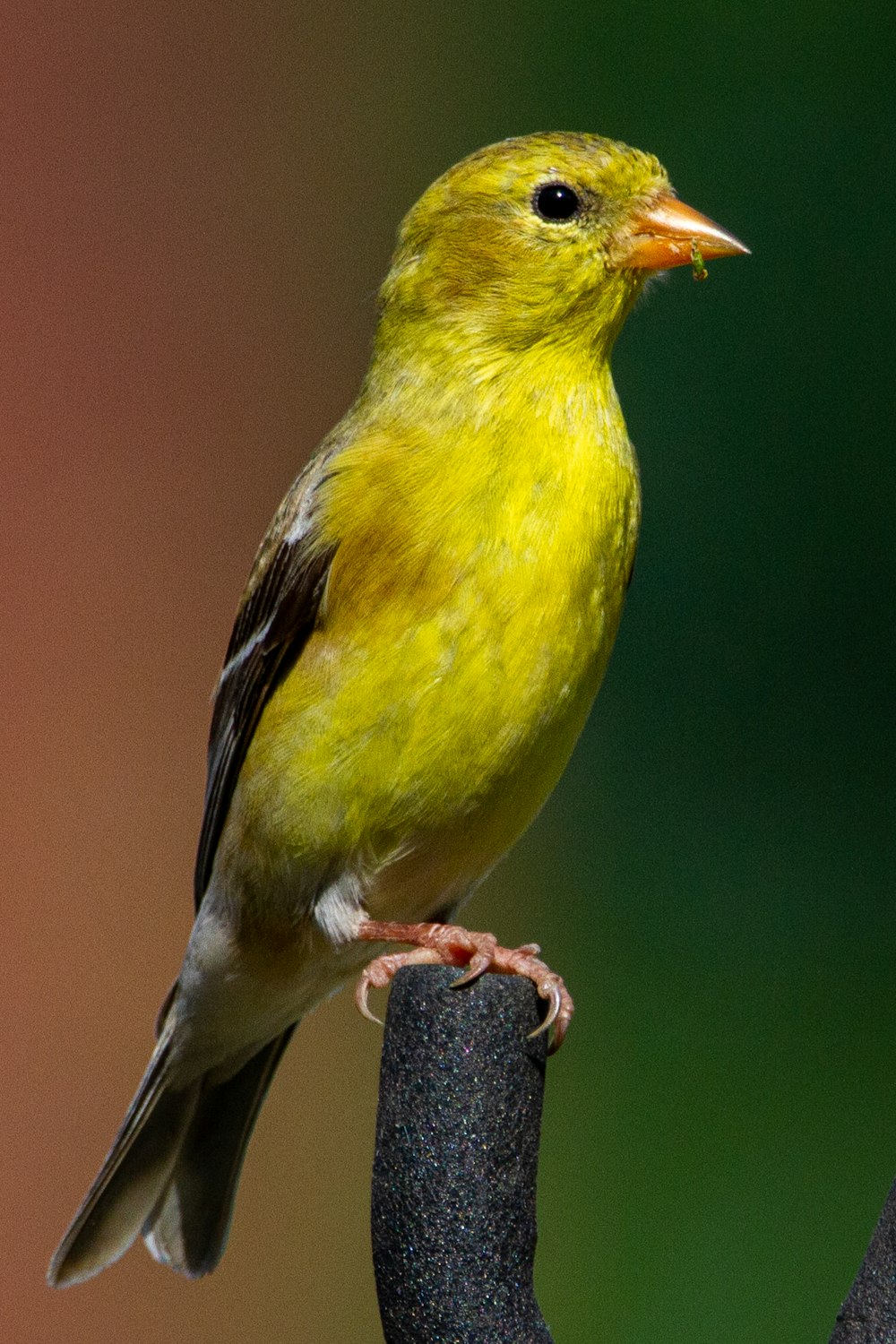 un piccolo uccello giallo appollaiato su un ramo